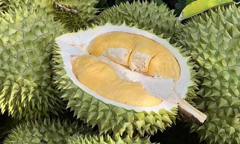 Giá sầu riêng hôm nay 10/6/2026: Thị trường ổn định với tín hiệu hồi phục nhẹ