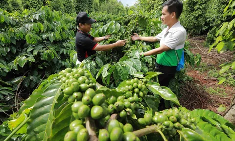 Phát triển kinh tế xanh ở Việt nam: Thực trạng và giải pháp