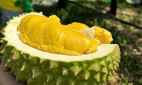 Giá sầu riêng hôm nay 17/6/2026: Thị trường ổn định với biến động trái chiều