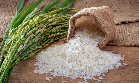 Giá lúa gạo hôm nay 18/6/2026: Toàn cảnh thị trường, xuất khẩu và dự báo