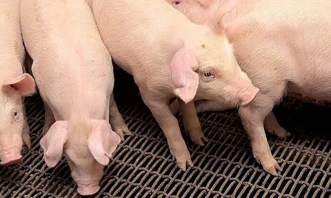 Giá heo hơi hôm nay 19/6: Cà Mau tiếp tục mức thấp nhất 62.000 đồng/kg