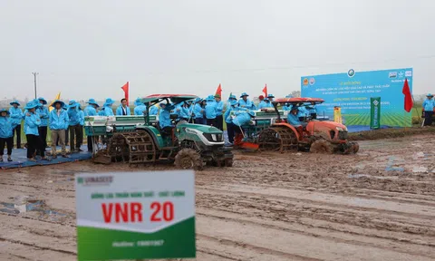 Nhân rộng vùng trồng lúa phát thải thấp: Chiến lược dài hạn vì môi trường xanh của Hải Phòng