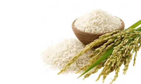 Giá lúa gạo hôm nay 20/6/2026: Toàn cảnh thị trường, xuất khẩu và dự báo