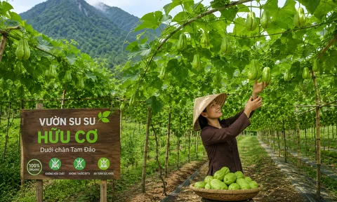 Vườn su su hữu cơ dưới chân Tam Đảo – Mô hình nông nghiệp xanh gắn với du lịch trải nghiệm