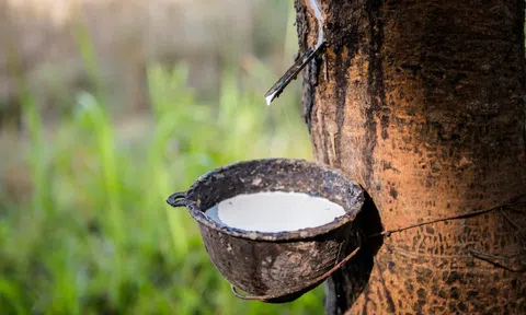 Giá cao su hôm nay 27/6/2026: Thị trường thế giới đồng loạt giảm mạnh