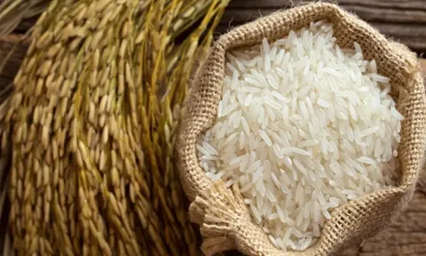 Giá lúa gạo hôm nay 28/6/2026: Toàn cảnh thị trường, xuất khẩu và dự báo xu hướng mới nhất