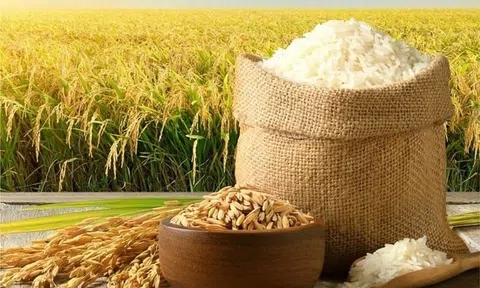 Giá lúa gạo hôm nay 29/6/2026: Bình ổn sáng đầu tuần