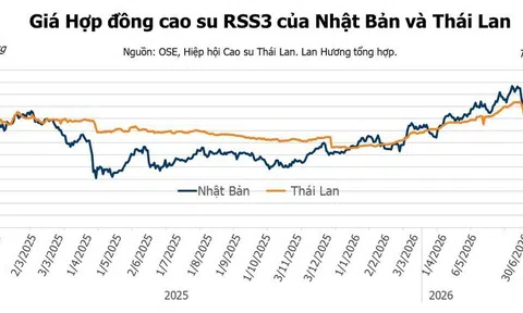 Giá cao su hôm nay 1/7/2026: Bước vào giai đoạn phân hóa rõ nét
