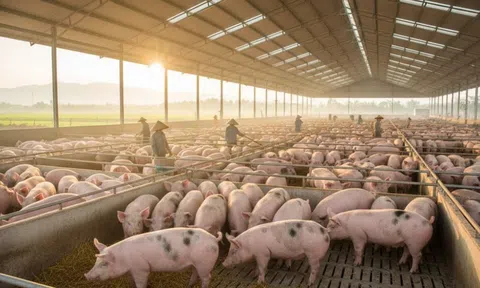 Giá heo hơi hôm nay 1/7/2026: Cao nhất 67.000 đồng/kg