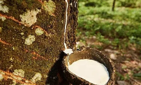 Giá cao su hôm nay 2/7/2026: Biến động trái chiều