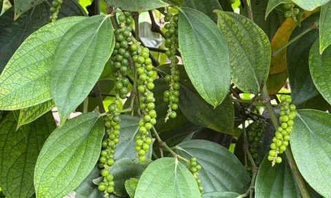 Giá tiêu hôm nay 2/7/2026: Giảm mạnh, có nơi mất tới 4.000 đồng/kg