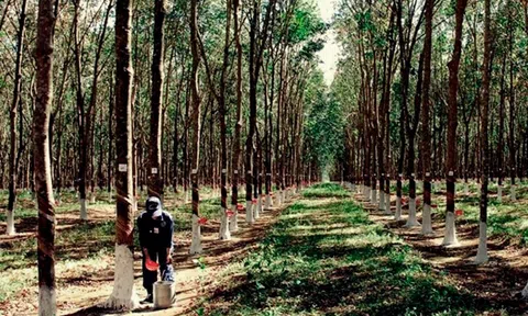 Giá cao su hôm nay 3/7/2026: Cao su thế giới đồng loạt giảm