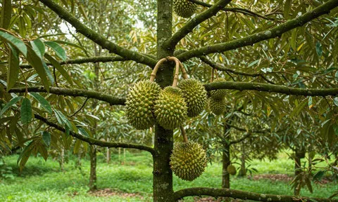 Giá sầu riêng hôm nay 4/7/2026: Biến động trái chiều