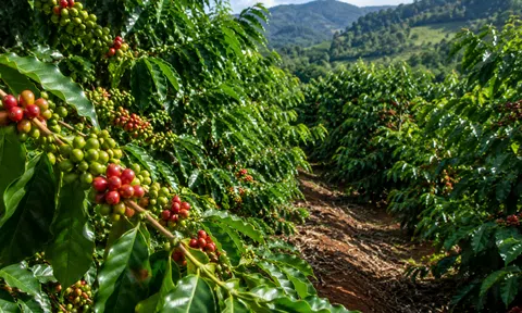 Giá cà phê hôm nay 7/7/2026: Giữ vững vùng 93.000 đồng/kg
