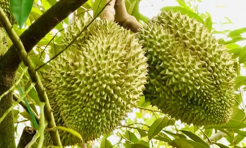 Giá sầu riêng hôm nay 9/7/2026: Sầu Thái tăng nhẹ, Musang King xuống thấp kỷ lục