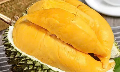 Giá sầu riêng hôm nay 10/7/2026: Sầu Thái ở Đồng bằng sông Cửu Long tăng
