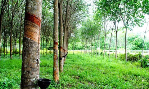Giá cao su hôm nay 12/7/2026: Phân hóa trên các sàn giao dịch châu Á