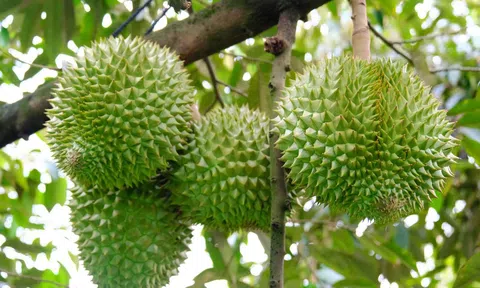Giá sầu riêng hôm nay 12/7/2026: Sầu Thái tăng nhẹ