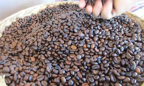 Giá cà phê hôm nay 13/7/2026: Cà phê trong nước có giá 95.200 đồng/kg