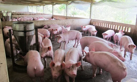 Giá heo hơi hôm nay 13/7/2026: Một số địa phương tăng giá, có nơi đạt 67.000 đồng/kg