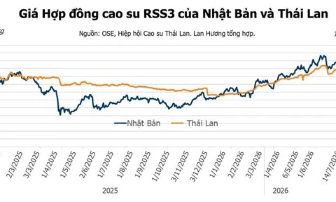Giá cao su hôm nay 15/7/2026: Thị trường thế giới ghi nhận chiều hướng tích cực