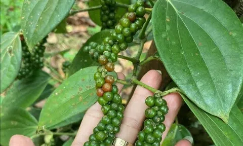 Giá tiêu hôm nay 15/7/2026: Tiêu trong nước đồng loạt tăng