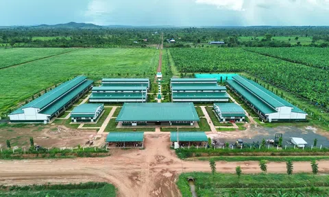 Thaco Agri của ông Trần Bá Dương báo lãi gấp 6 lần, quy mô tài sản vượt 85.000 tỷ đồng