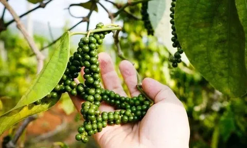 Giá tiêu hôm nay 10/7/2026: Đồng loạt giảm, lùi về 137.000 đồng/kg