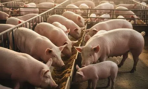 Giá heo hơi hôm nay 20/7/2026: Cả nước dao động 62.000 - 67.000 đồng/kg