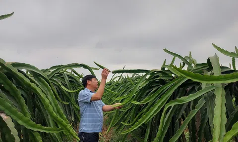 Hải Phòng: Mô hình trồng thanh long mở hướng đi mới cho nông nghiệp An Trường