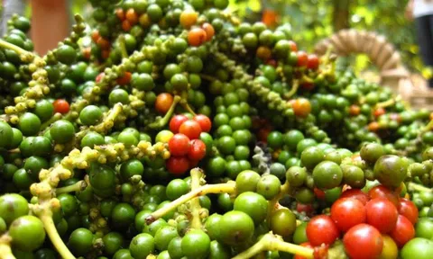 Việt Nam thu gần 1 tỷ USD từ xuất khẩu hạt tiêu trong 6 tháng
