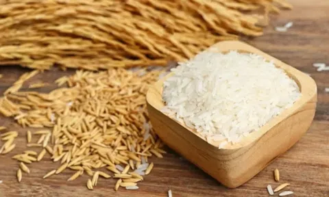 Giá lúa gạo hôm nay 21/7/2026: Giá gạo nguyên liệu tăng nhẹ