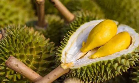 Giá sầu riêng hôm nay 21/7/2026: Thị trường ổn định