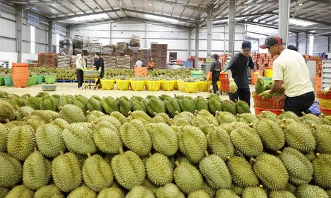 Sầu riêng - Động lực tăng trưởng kinh tế của tỉnh Đắk Lắk