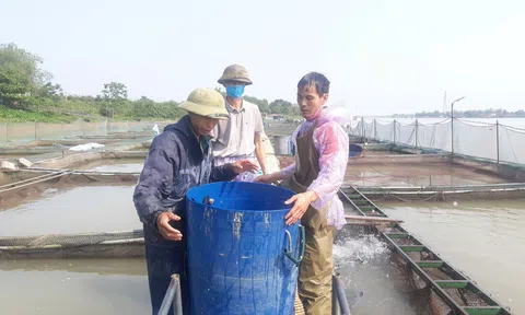 Gian nan nghề nuôi cá lồng ở Hải Phòng