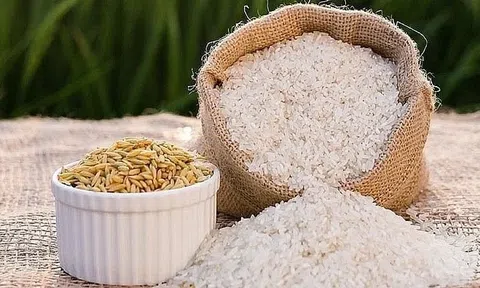 Giá lúa gạo hôm nay 23/7/2026: Gạo nguyên liệu giữ đà đi lên