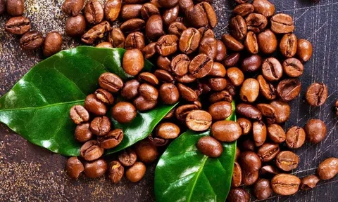 Giá cà phê hôm nay 23/7/2026: Giảm 1.900 đồng/kg