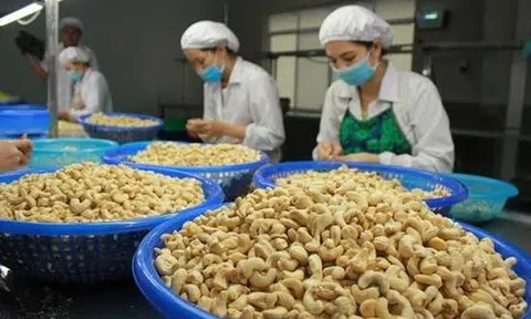 Trung Quốc chi hơn nửa tỷ USD mua loại hạt ‘siêu thực phẩm’ của Việt Nam