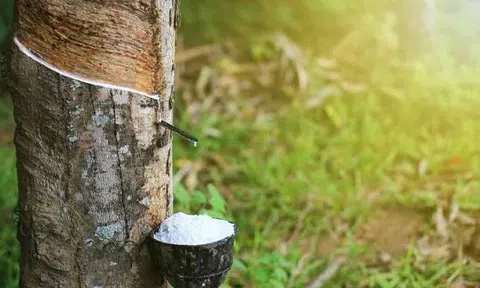 Giá cao su hôm nay 25/6/2026: Thị trường châu Á đồng loạt giảm