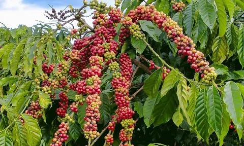 Giá cà phê hôm nay 27/7/2026: Giảm gần 2.000 đồng/kg sau một tuần
