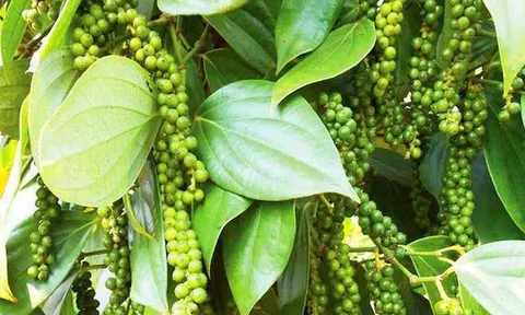 Giá tiêu hôm nay 27/7/2026: Tăng nhẹ, Mỹ tiếp tục mạnh tay mua hàng
