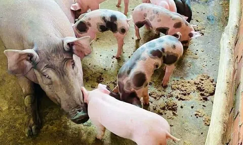 Giá heo hơi hôm nay 27/7/2026: Tiếp tục giảm 1.000 đồng/kg tại nhiều địa phương trên cả nước