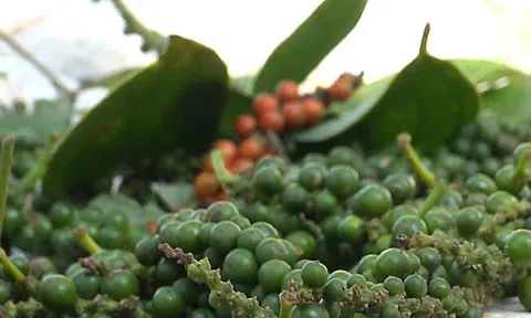 Giá tiêu hôm nay 28/7/2026: Tăng giá 500 đồng/ kg