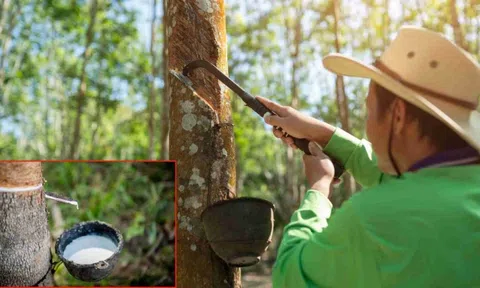 Giá cao su hôm nay 28/7/2026: Sắc xanh lan rộng trên các sàn châu Á