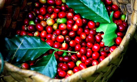 Giá cà phê hôm nay 30/7/2026: Tăng vọt, áp sát 99.000 đồng/kg