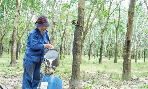 Giá cao su hôm nay 30/7/2026: Quay đầu giảm trên các sàn giao dịch châu Á