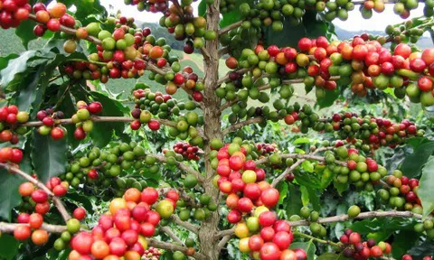 Giá cà phê hôm nay 31/7/2026: Diễn biến trái chiều
