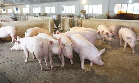 Giá heo hơi hôm nay 2/8/2026: Tiếp đà giảm, nhiều nơi chạm mốc 60.000 đồng/kg
