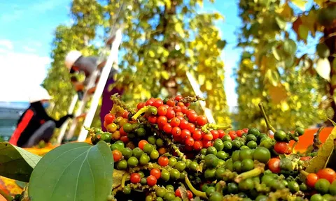 Giá tiêu hôm nay 3/8/2026: Đồng loạt giảm sau chuỗi tăng nóng