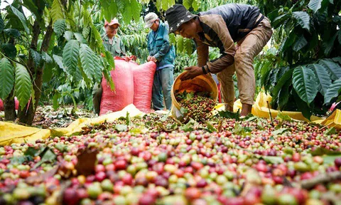 Giá cà phê hôm nay 3/8/2026: Tăng gần 1.000 đồng/kg